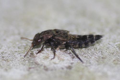 Ontholestes sp.
